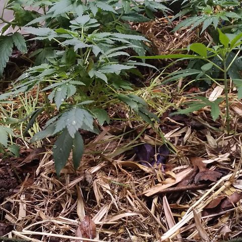 Healthy neanderthal's growlog timeline photo