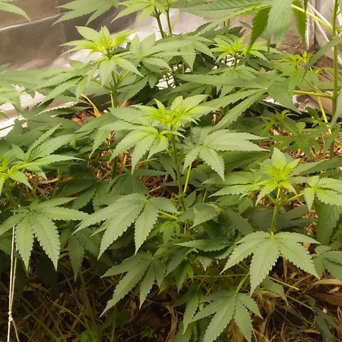 Healthy neanderthal's growlog photo: 2° flowering week and all female!!!
Total: 5 plants