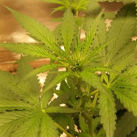 Healthy neanderthal's growlog photo: 2° flowering week and all female!!!
Total: 5 plants