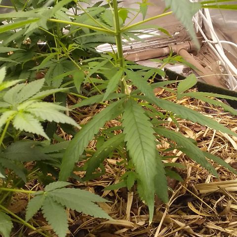 Healthy neanderthal's growlog photo: 2° flowering week and all female!!!
Total: 5 plants
