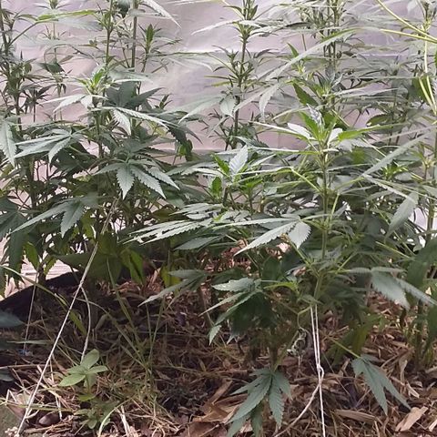 Healthy neanderthal's growlog timeline photo