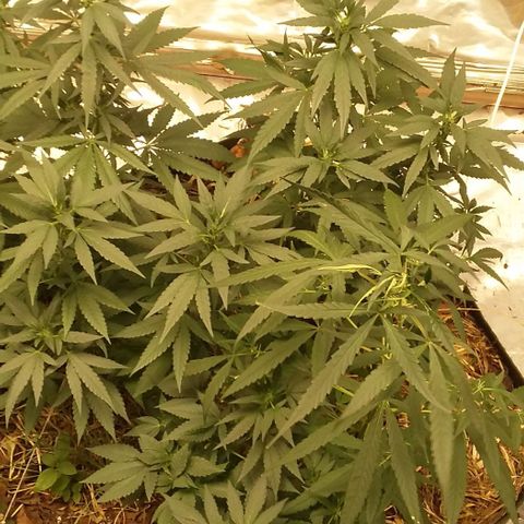 Healthy neanderthal's growlog timeline photo