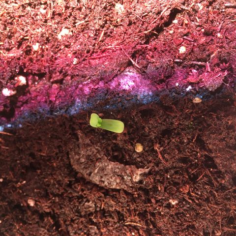 Norbert growlog timeline photo