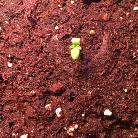 Norbert growlog timeline photo