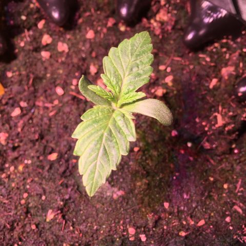 Norbert growlog timeline photo