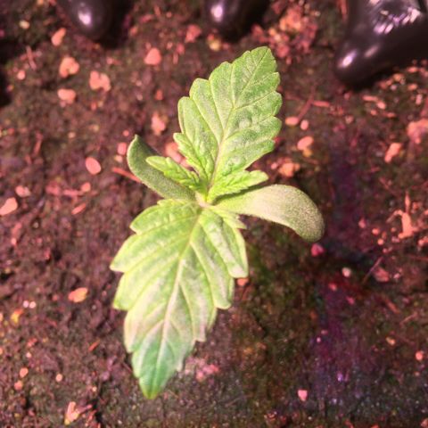 Norbert growlog timeline photo