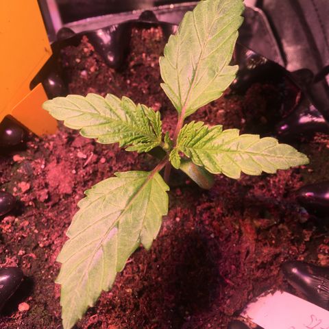 Norbert growlog timeline photo