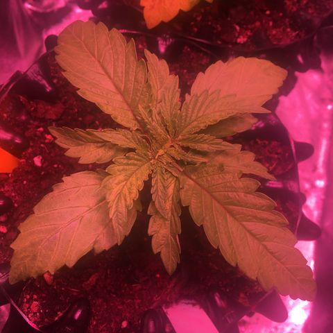 Norbert growlog timeline photo