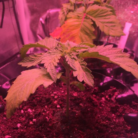 Norbert growlog timeline photo