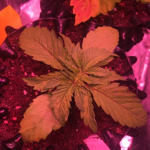 Norbert growlog timeline photo