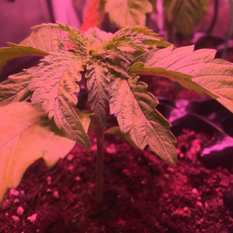 Norbert growlog timeline photo