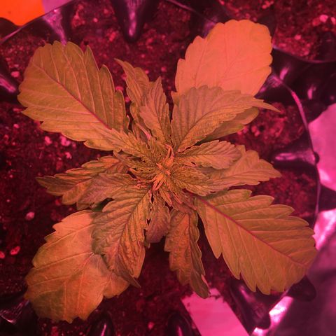 Norbert growlog timeline photo
