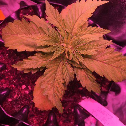 Norbert growlog timeline photo