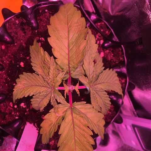 Norbert growlog timeline photo