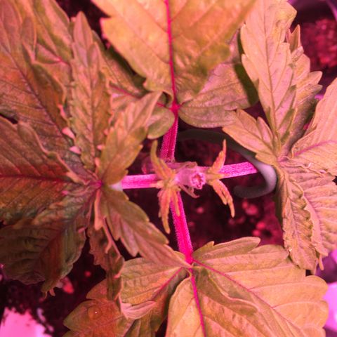Norbert growlog timeline photo