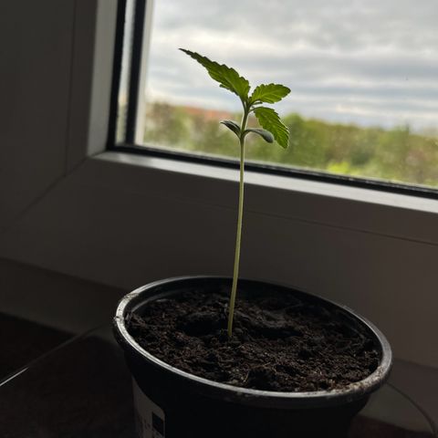 Akes growlog timeline photo