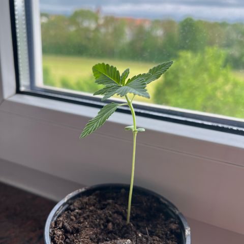 Akes growlog timeline photo