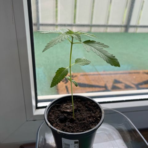 Akes growlog timeline photo