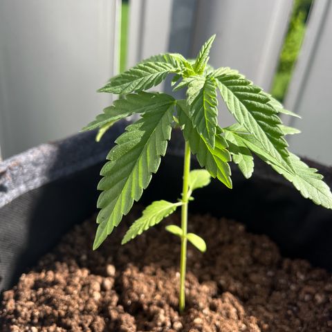 Akes growlog timeline photo