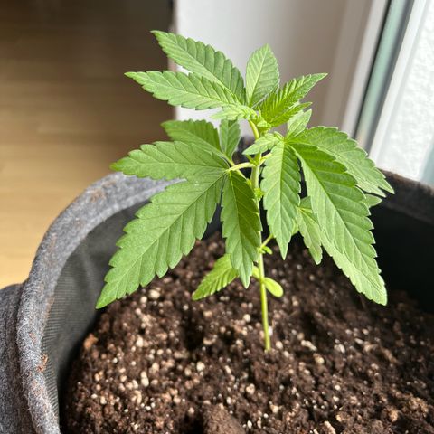 Akes growlog timeline photo