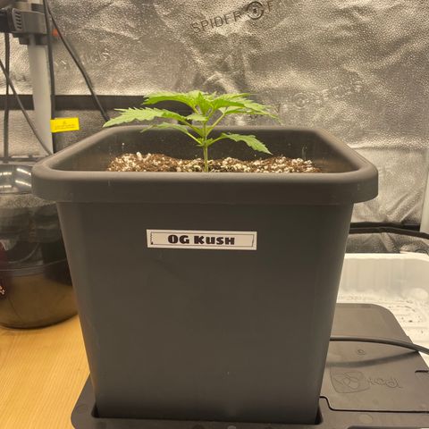 Alaskan Thunderfuck growlog timeline photo