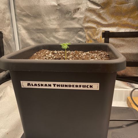Alaskan Thunderfuck growlog timeline photo