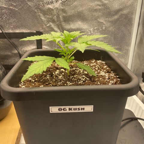 Alaskan Thunderfuck growlog timeline photo