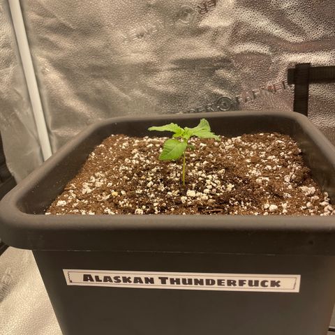Alaskan Thunderfuck growlog timeline photo