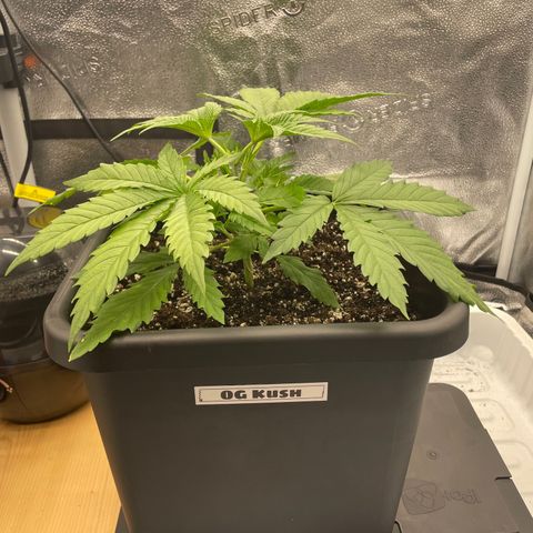 OG Kush growlog photo: 1st Topping