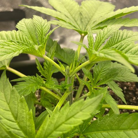 OG Kush growlog photo: 1st Topping