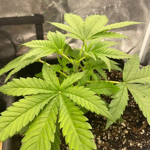 OG Kush growlog photo: 1st Topping