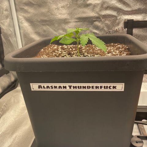 Alaskan Thunderfuck growlog timeline photo