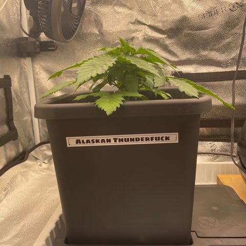 Alaskan Thunderfuck growlog timeline photo