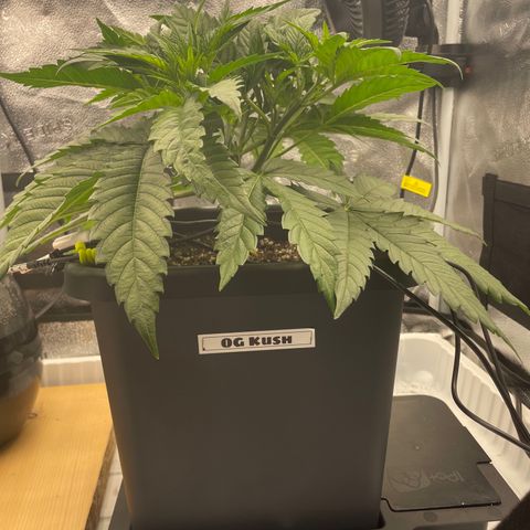 OG Kush growlog timeline photo