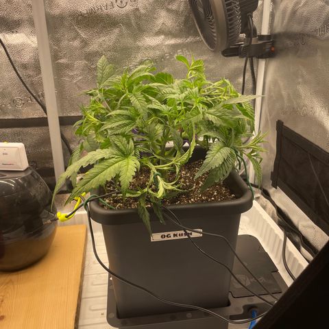 OG Kush growlog timeline photo