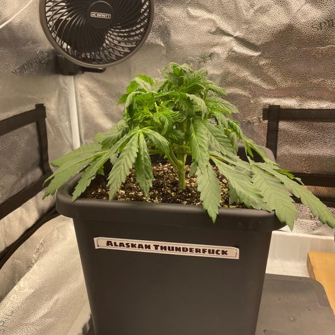 Alaskan Thunderfuck growlog timeline photo