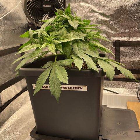 Alaskan Thunderfuck growlog timeline photo