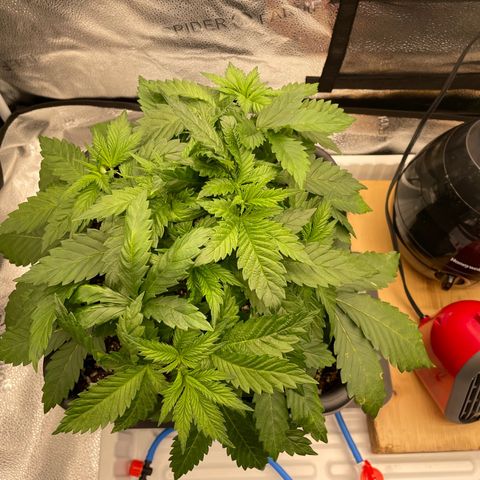 Alaskan Thunderfuck growlog timeline photo