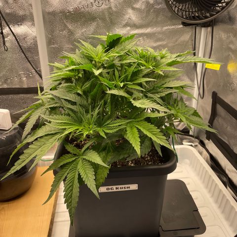 OG Kush growlog timeline photo