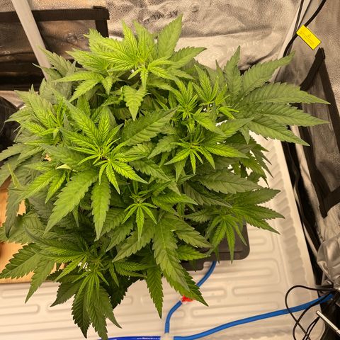 OG Kush growlog timeline photo