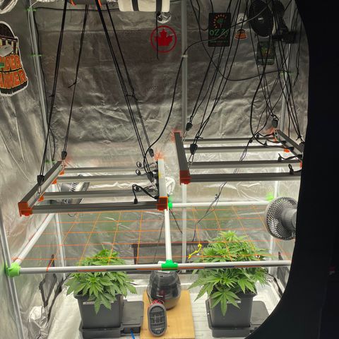 Alaskan Thunderfuck growlog timeline photo
