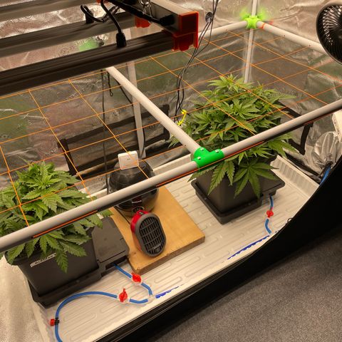 Alaskan Thunderfuck growlog timeline photo
