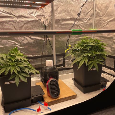 Alaskan Thunderfuck growlog timeline photo