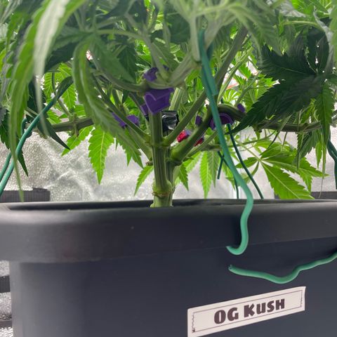 OG Kush growlog timeline photo