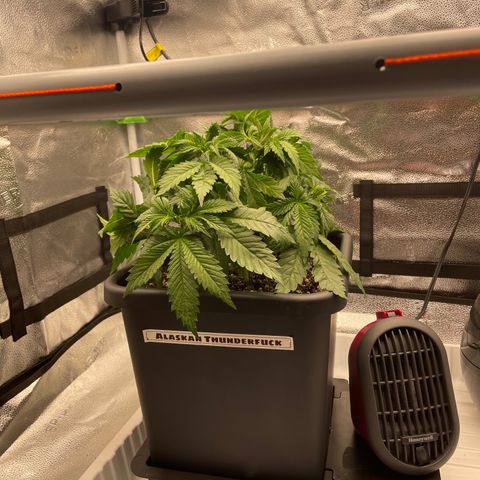 Alaskan Thunderfuck growlog timeline photo