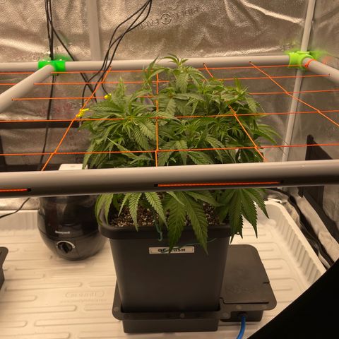 OG Kush growlog timeline photo