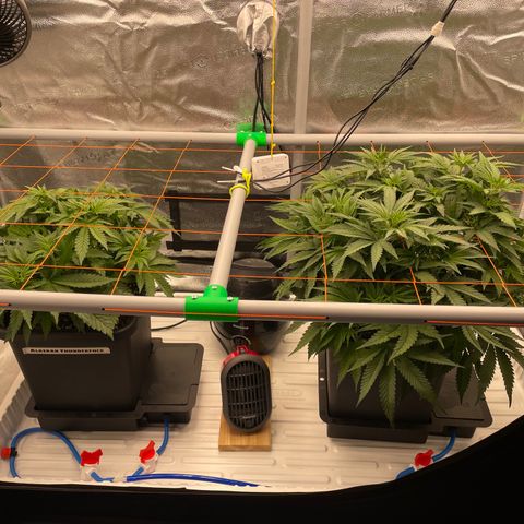 Alaskan Thunderfuck growlog timeline photo