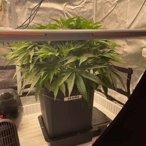 OG Kush growlog timeline photo