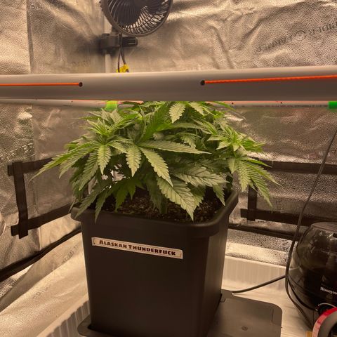 Alaskan Thunderfuck growlog timeline photo