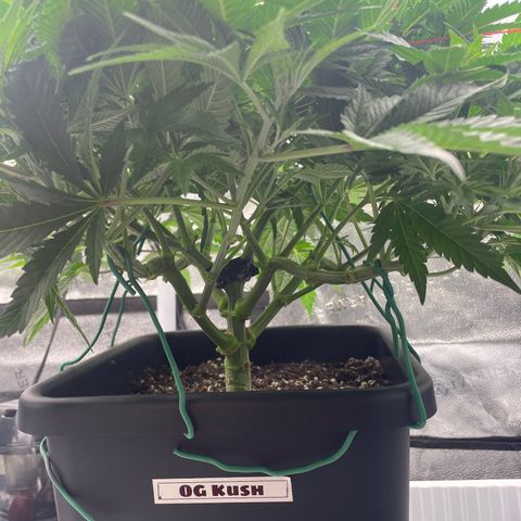 OG Kush growlog timeline photo